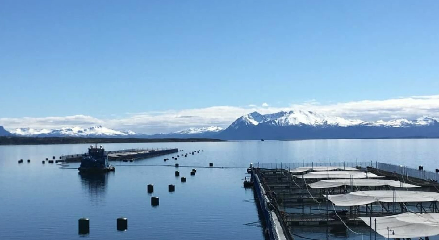 Dos salmonicultoras chilenas acuerdan producción conjunta de Magallanes